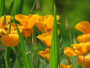 7th May 2016 - California Poppies keep on giving...