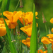 California Poppies keep on giving... by seattlite