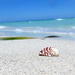 Cuba beaches! by fayefaye