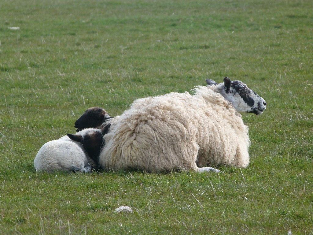 snuggled up with Mam by shirleybankfarm