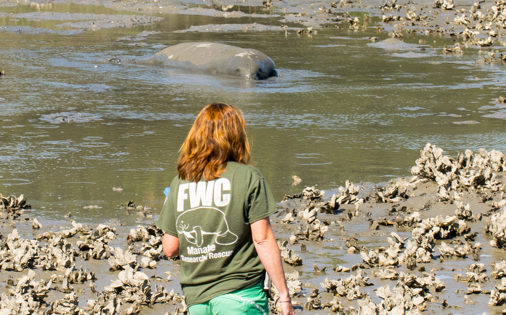 Manatee Rescuee  (2 of 3) by rickster549