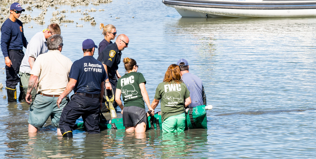 Manatee Rescue  (3 of 3) by rickster549
