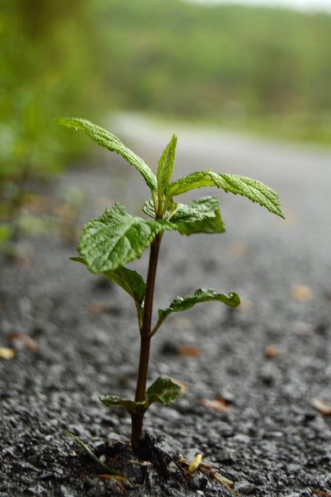 Growing Through the Road by francoise