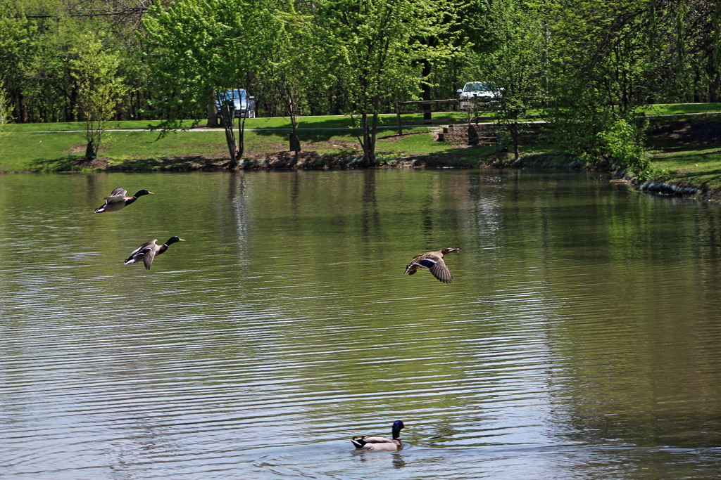 Ducks Landing  by randy23