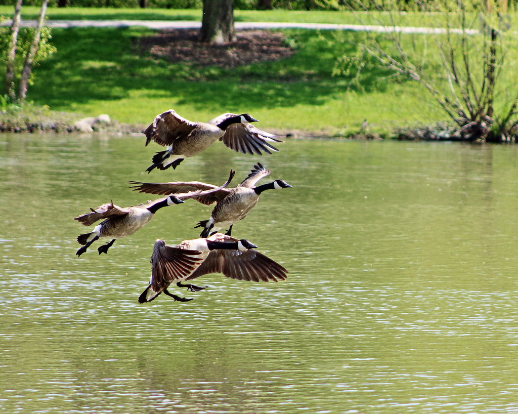 Geese Landing by randy23