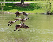 5th May 2016 - Geese Landing