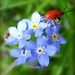 Red Lily Beetle. by judithdeacon