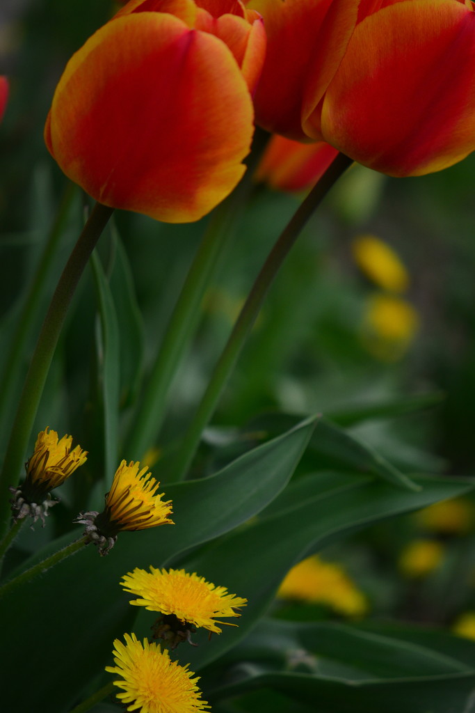 Tulips and Friends by jayberg