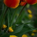 Tulips and Friends by jayberg