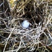 Dove egg by scottmurr