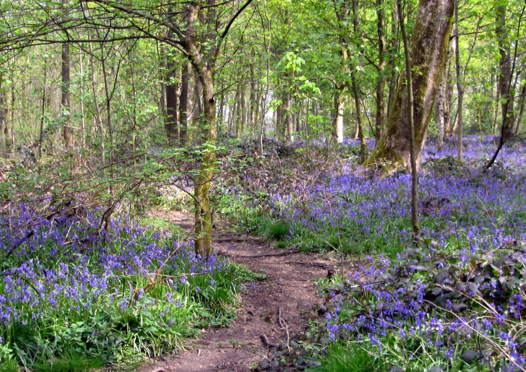 Bluebell Woodland. by grace55