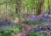 8th May 2016 - Bluebell Woodland.