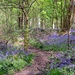 Bluebell Woodland. by grace55