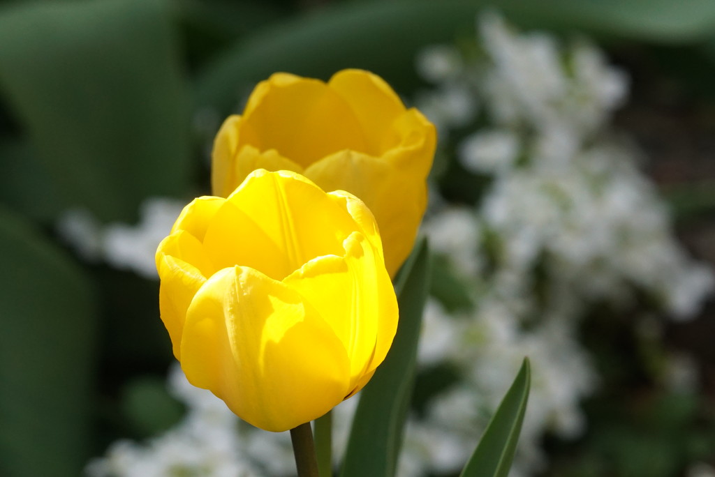 sunny tulips by amyk