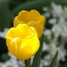 sunny tulips by amyk