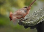 7th May 2016 - cardinal take off