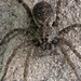 Spider by gaylewood