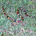 Texas Coral Snake by ingrid01