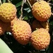 lychees  by Dawn