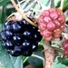 Blackberries by Dawn