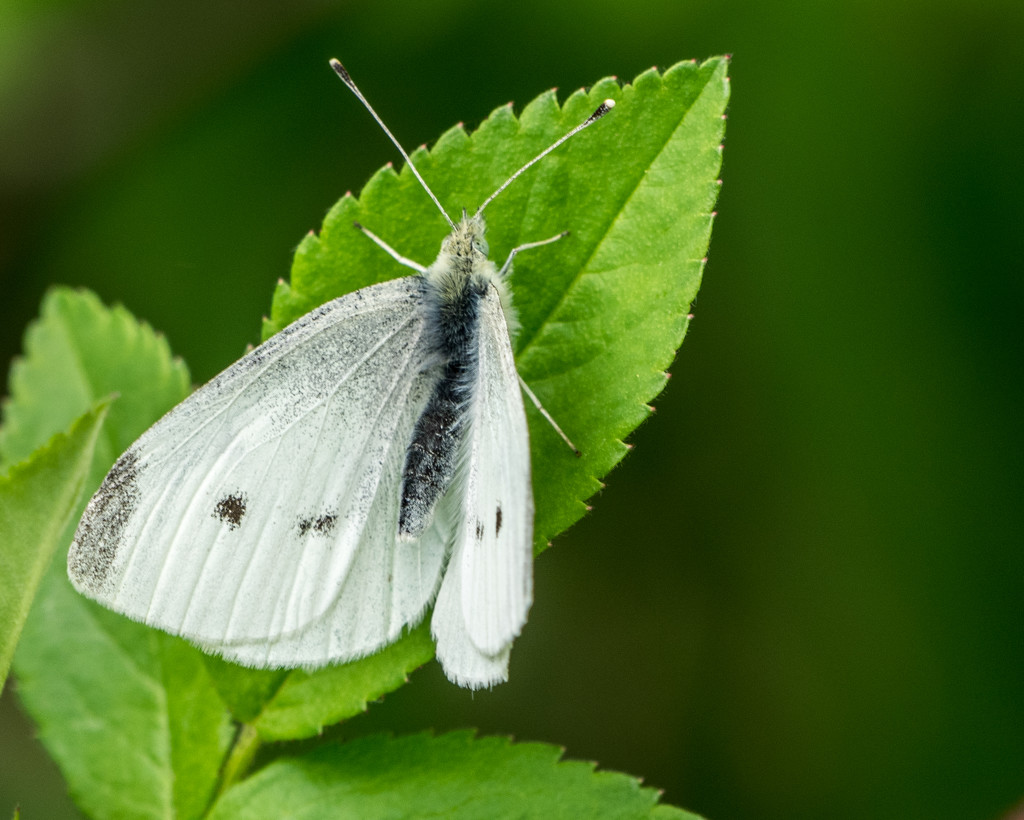 Female White Cabbage Butterfly by rminer