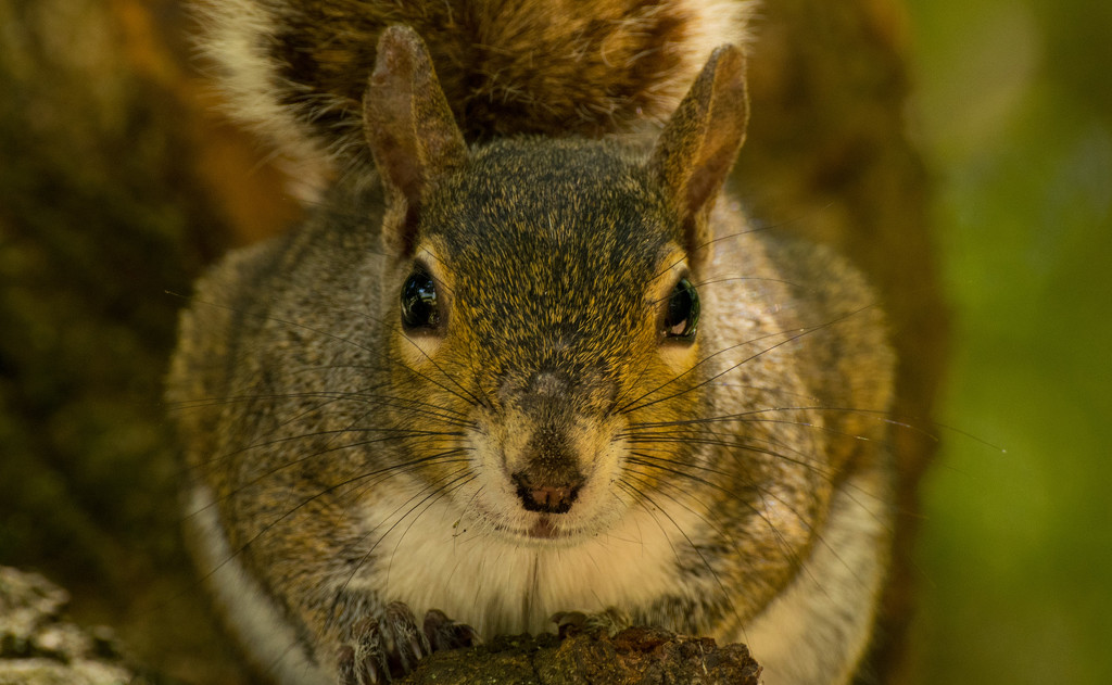 Squirrel in your face! by rickster549