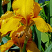 Yellow Iris by dsp2