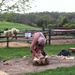 Sheep shearing! by tatra