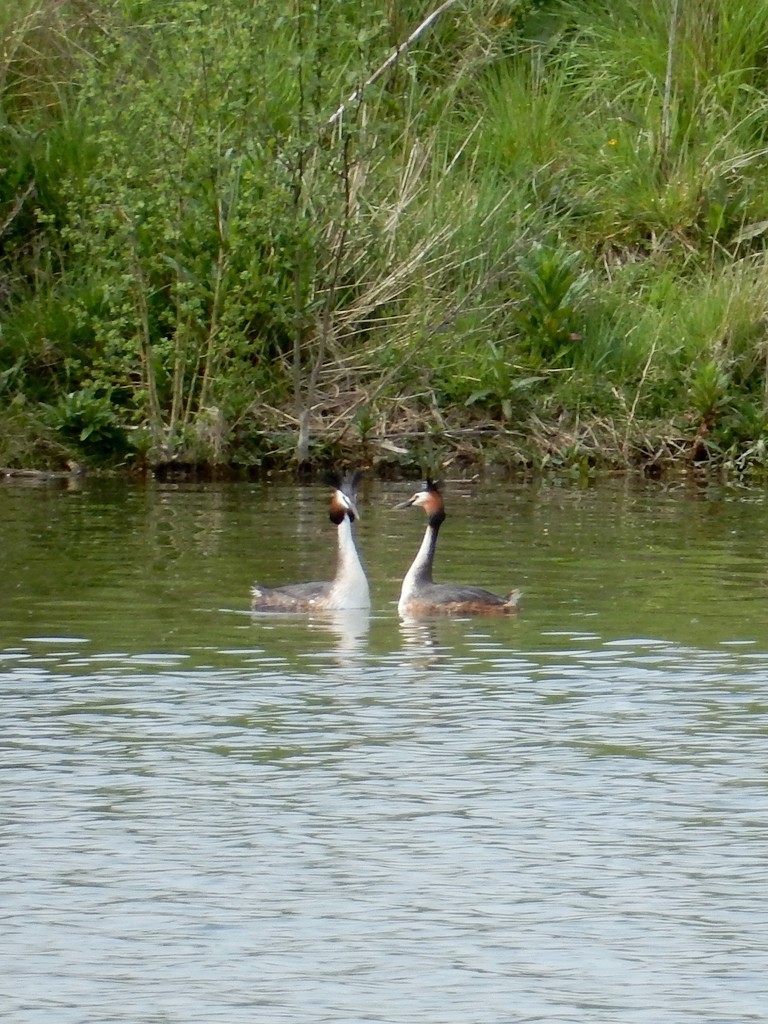 Great Crested Grebes by bulldog