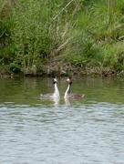 6th May 2016 - Great Crested Grebes