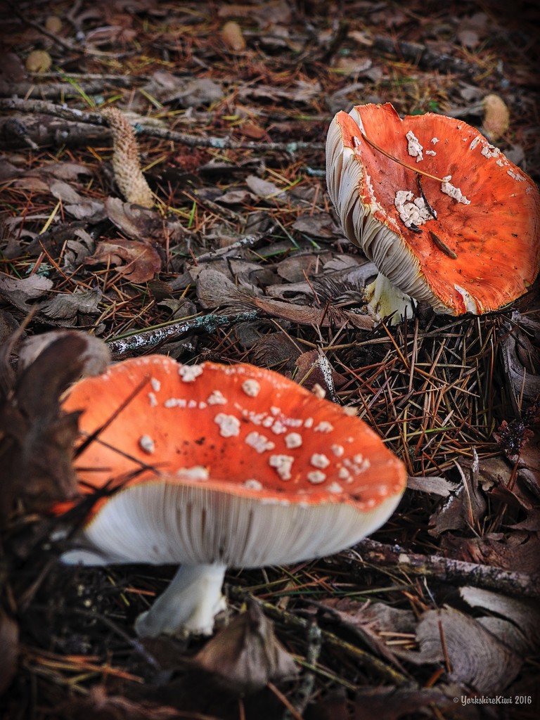 forest fungi by yorkshirekiwi