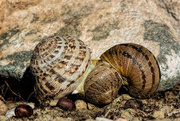 8th May 2016 - A snail's game of Twister gone wrong