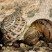 A snail's game of Twister gone wrong by evalieutionspics
