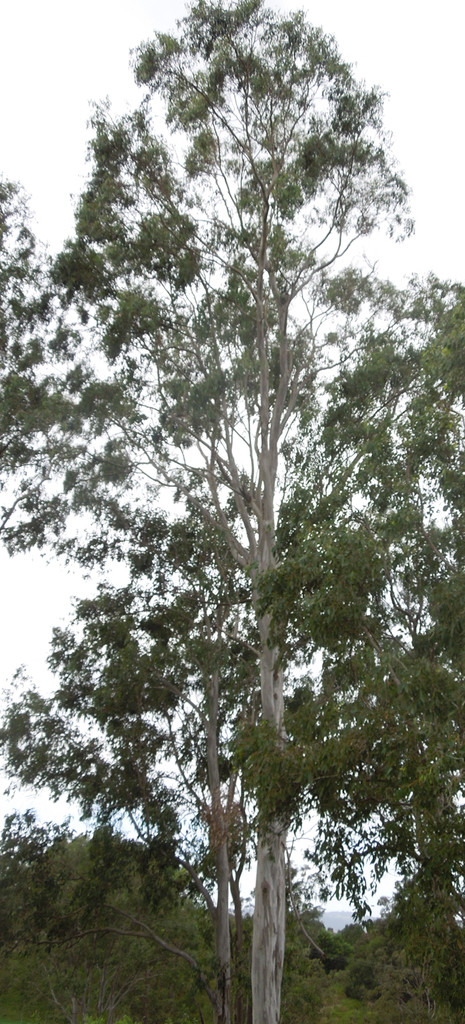 where's wally (Mist) by koalagardens