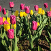 Median Strip Tulips by marylandgirl58
