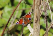 5th May 2016 - Peacock Butterfly