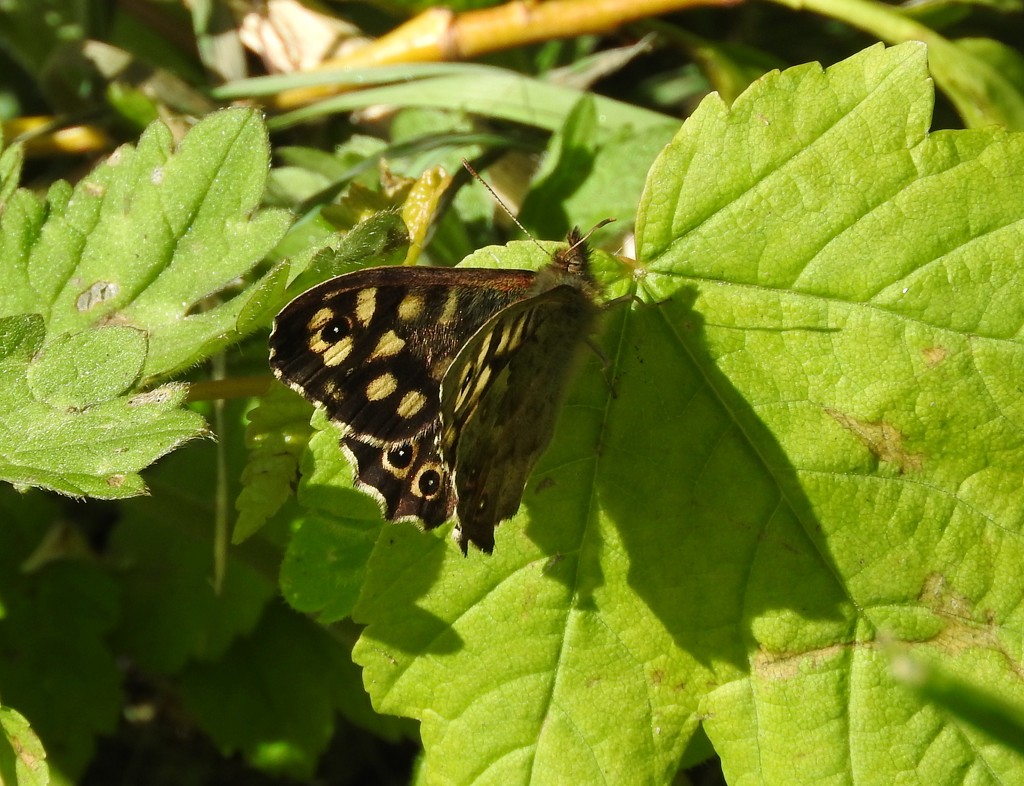 Speckled Wood by oldjosh