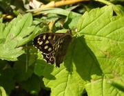 6th May 2016 - Speckled Wood