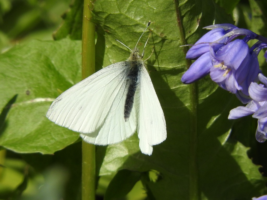 White Butterfly by oldjosh