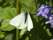 7th May 2016 - White Butterfly