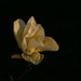 Yellow Magnolia by gardencat