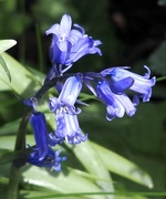 8th May 2016 - Bluebells