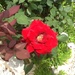 Roses coming out too by chimfa