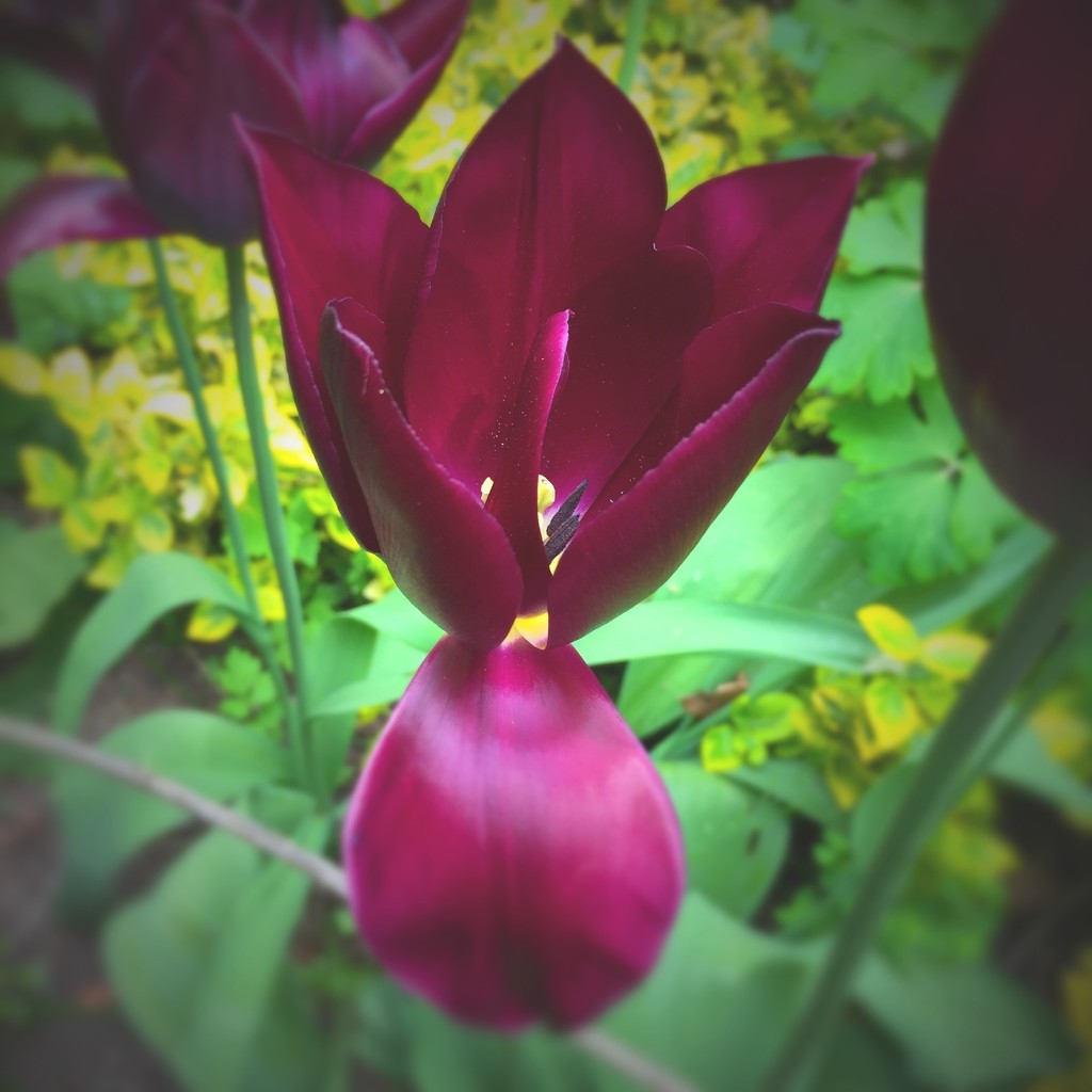 Another tulip by jocasta