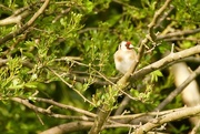 8th May 2016 - Goldfinch
