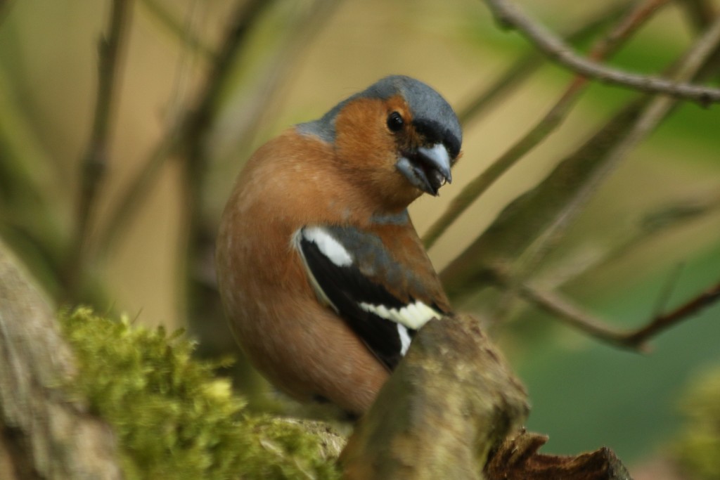 Cheeky Chaffinch by orchid99