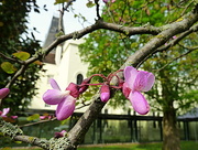 7th May 2016 - J is for judas tree