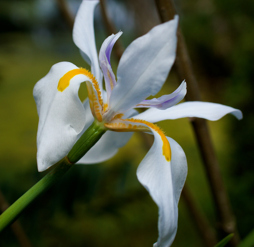Louisiana Iris by eudora