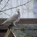 Common wood pigeon (Columba palumbus) - Sepelkyyhky  by annelis