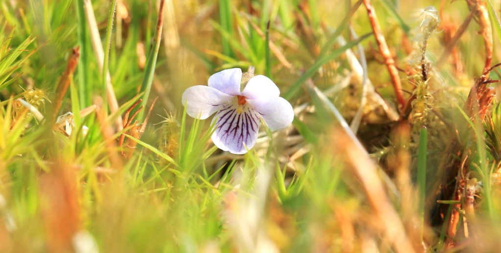 Marsh Violet by lifeat60degrees